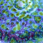closeup6